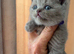 BRITISH SHORT HAIR KITTENS