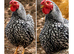 Pure breed Silver laced wynadotte hatching eggs