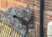 Three 5 month old cats looking for forever homes