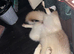 Husky