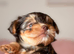Yorkshire terrier biewer chocolate/ chocolate & tan