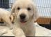 KC Old English Cream Golden Retriever Puppies