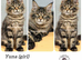 TICA registered Maine coon kittens READY NOW