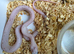 Palmetto corn snake baby