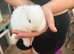 Mini lops magpie 1 doe 1 buck left