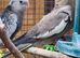 Three young cockatiels for sale in Maidstone