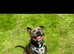 Blue Staffordshire bull terrier for stud