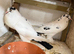 Pouters breeding pair