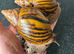 Achatina Achatina 7-8cm