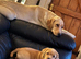 Labrador puppy