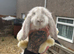 Giant French lops