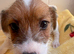 Jack Russel puppies looking for a loving home