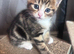 Beautiful boy kittens