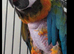 Female harlequin macaw