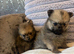 3 beautiful Pomeranian pups