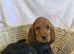Beautiful show cocker spaniels for sale