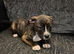American bulldog puppy's
