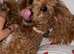 Miniature poodle female