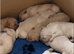 Beautiful RKC puppies golden retriever