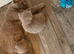 British short hair kittens
