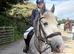 Pony/horse on loan to move yards to Carbis Bay