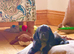 KC registered Cocker Soaniel Pups