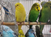 Budgies 2-Month 4 months -Old