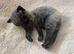 One Adorable Kitten left Looking for Their Forever Home