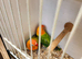 Green opaline sp blue lovebirds