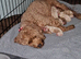 Cavapoo F1B ready now 1 boy available