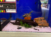 Female Bettas (Betta splendens)