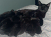 Kittens for sale