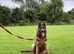 German Shepard bitch 5 years old