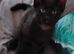Kittens for sale