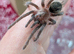 Tarantulas for sale