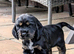 Cocker spaniel puppies for sale