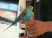 Hand Tame Budgies