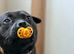 Female staff x shar pei