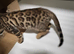 Bengal kittens