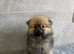 Beautiful teddy bear Pomeranian puppy'