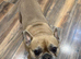 Free French Bulldog to good home