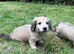 Gorgeous shaded cream boy, 1 remaining