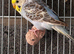 Budgies for sale