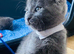 2 left beautifull kittens. Readynow :) looking forever homes
