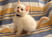 5 beautiful ragdoll kittens
