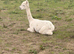 10 month old male alpacas