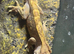 Adult male cheeses gecko