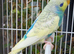 Various budgies for sale