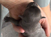 Blue chihuahua long haired puppy-Male