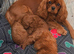 F1 Toy Fully Health Tested Girl Cavapoo’s
